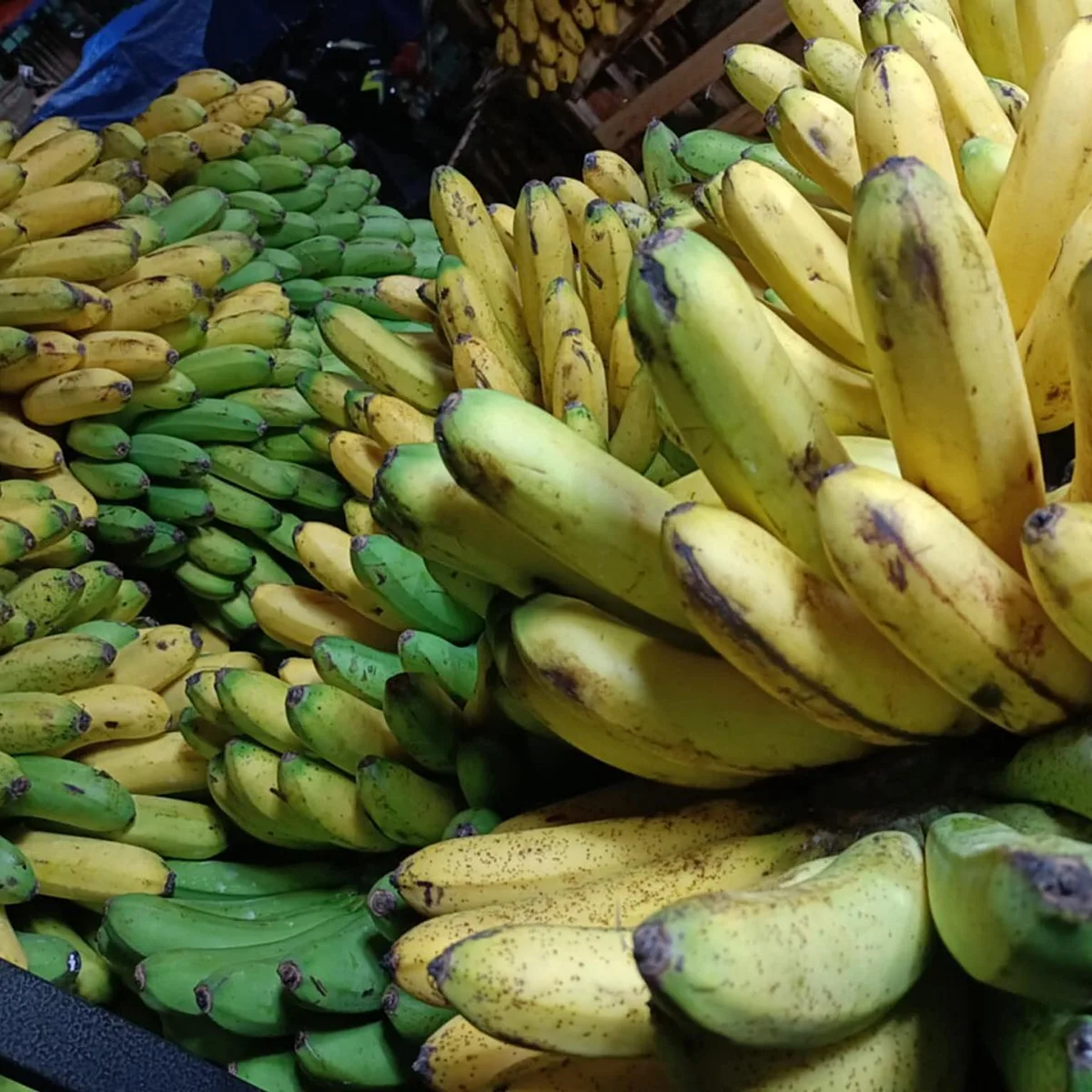 Sweet Cavendish Bananas 1 kg view 1