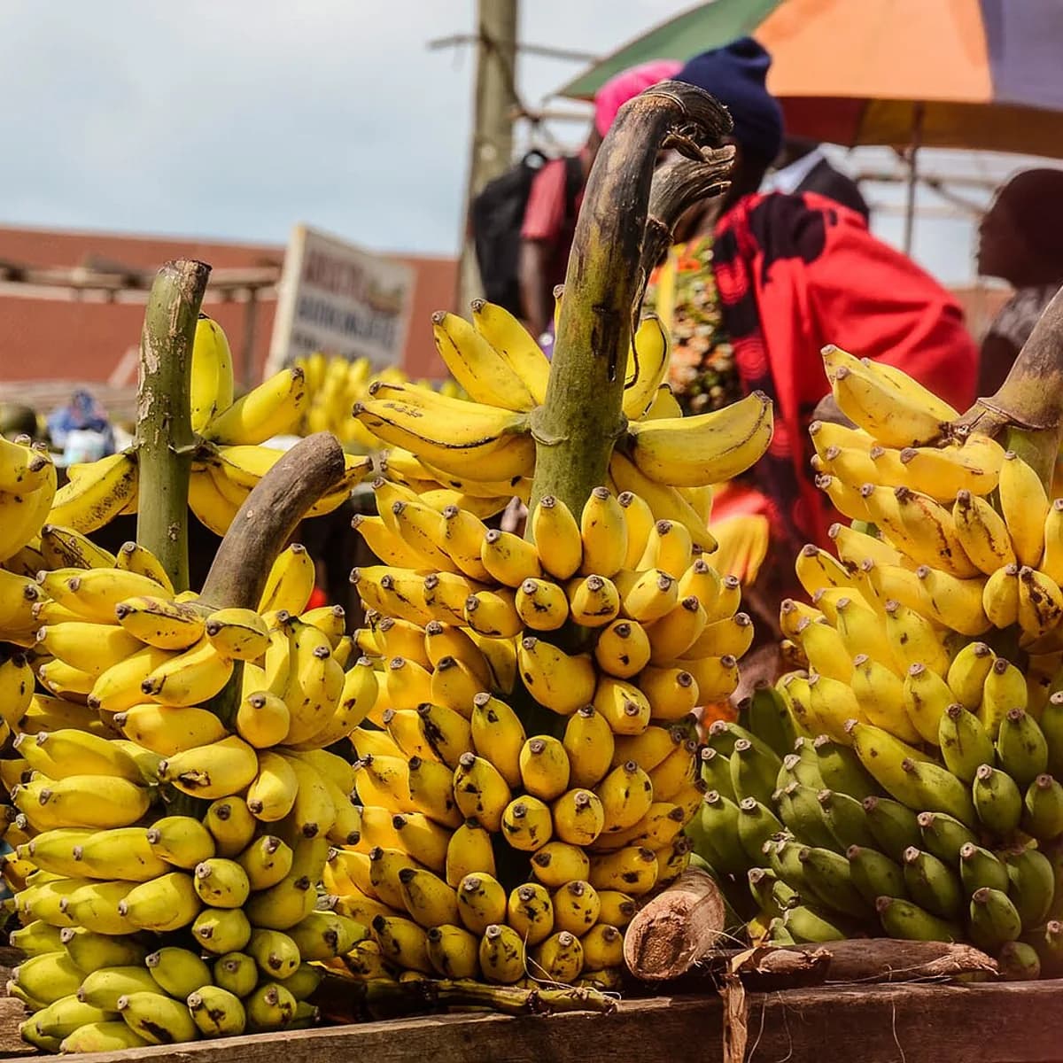 Sweet Cavendish Bananas 1 kg view 2