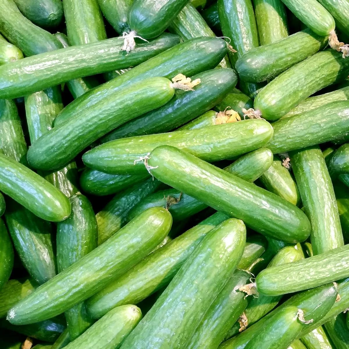 Crisp Seedless English Cucumber view 1