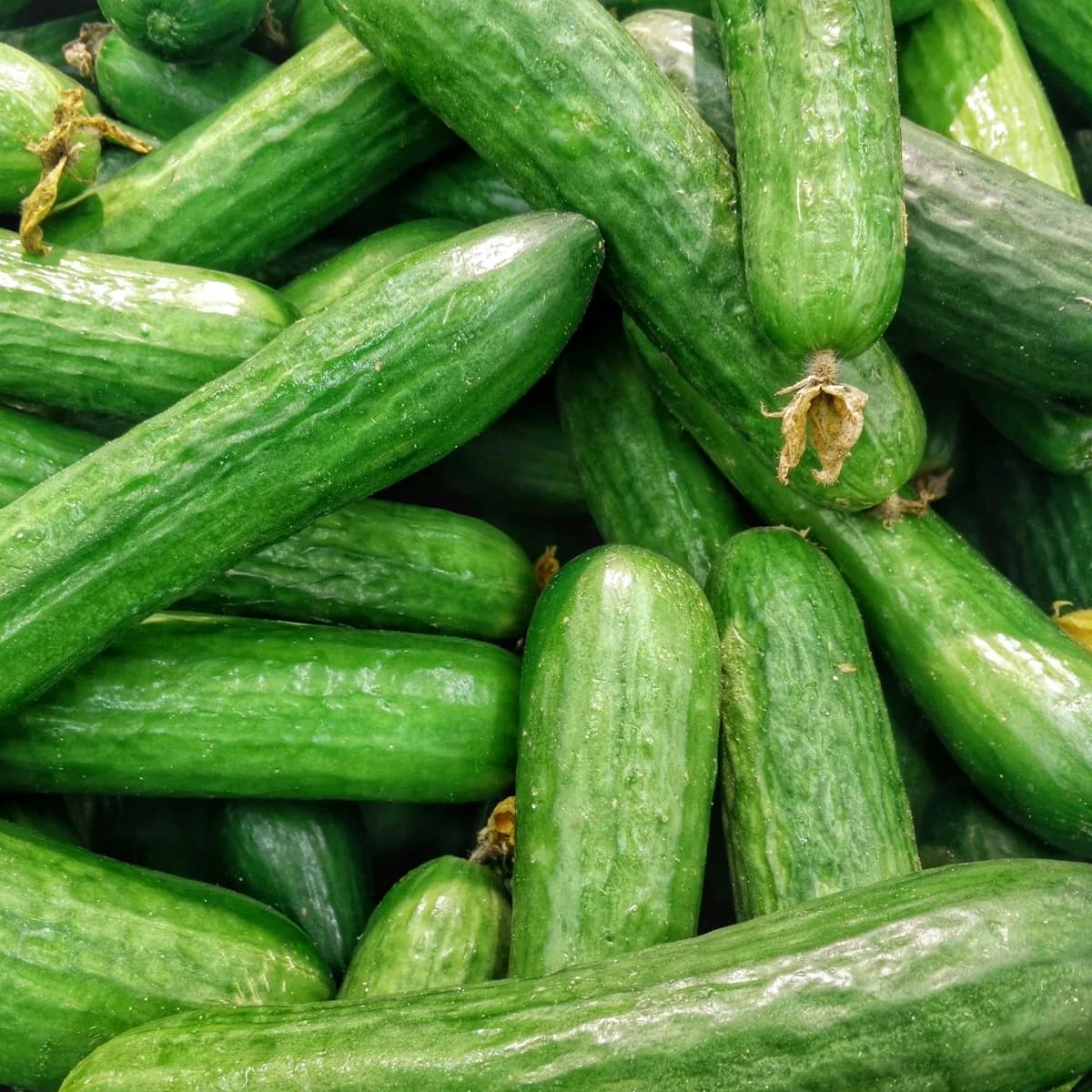 Crisp Seedless English Cucumber view 2