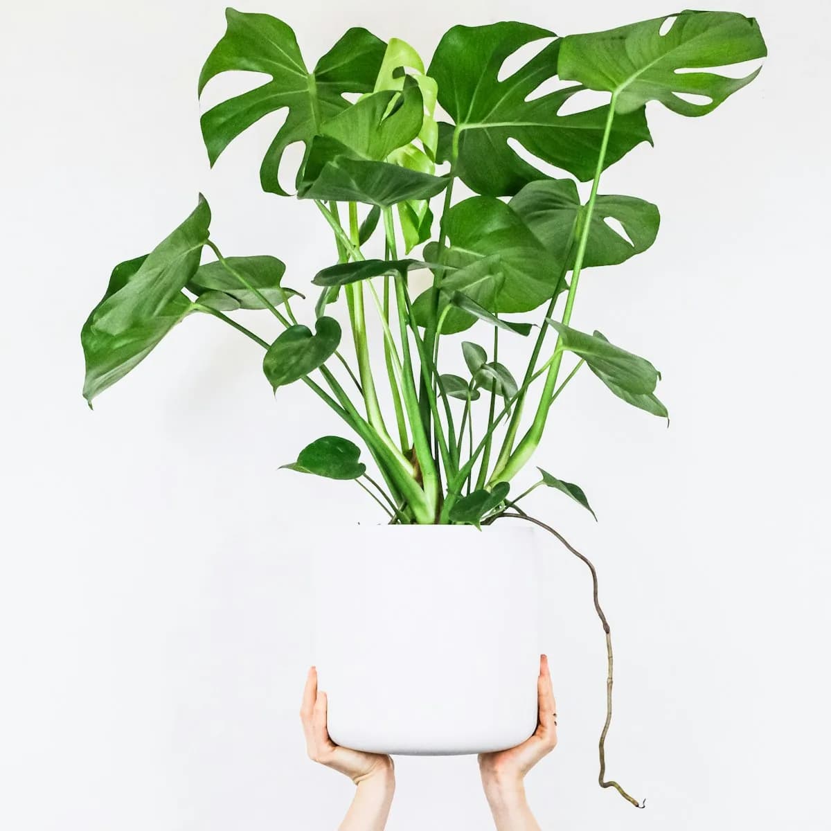 Lush Potted Monstera Deliciosa in Ceramic Planter view 1