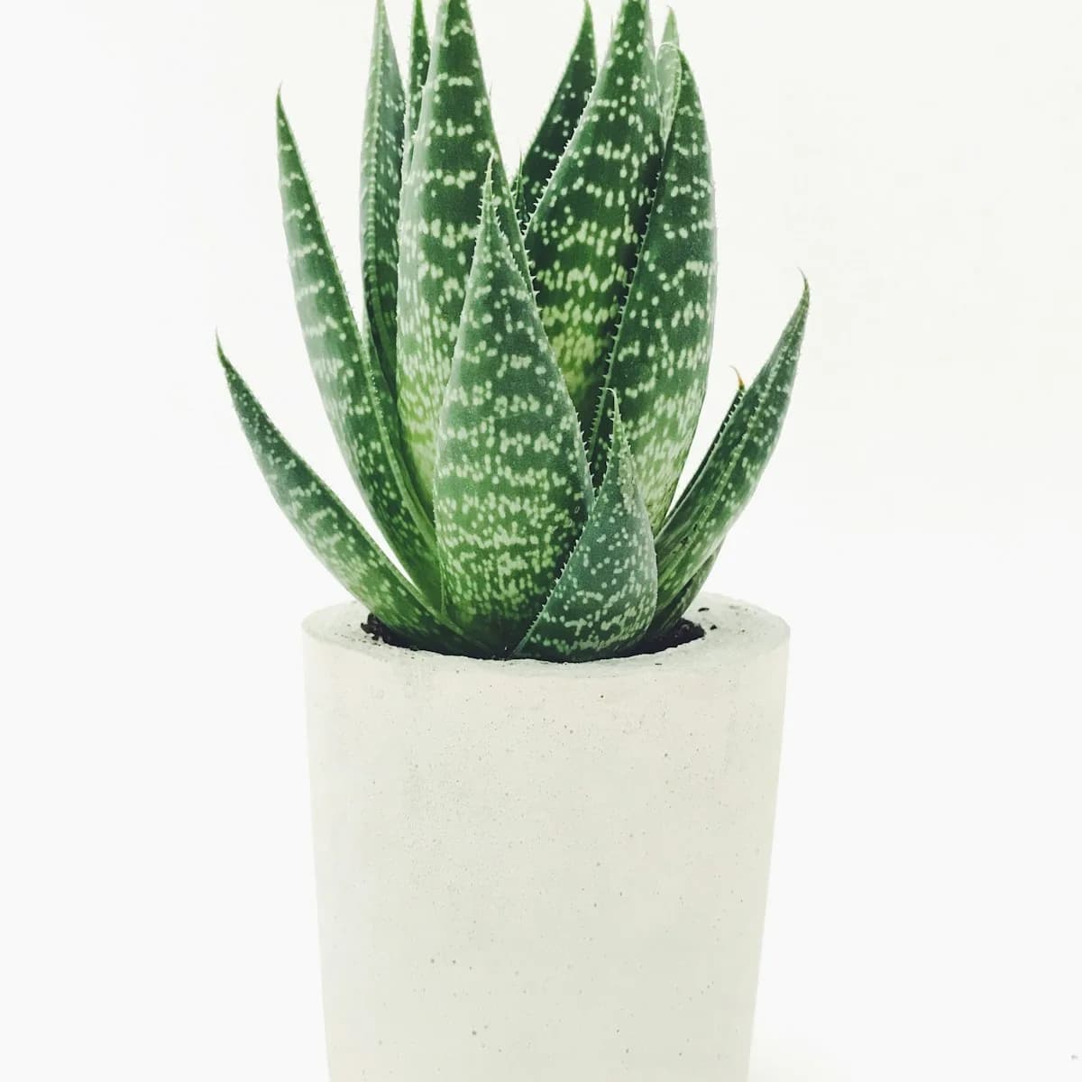 Lush Potted Monstera Deliciosa in Ceramic Planter view 3