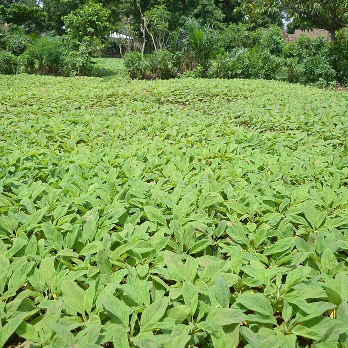Farm Fresh English Spinach 350 g view 2
